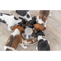 Mangeoire pour chiots en acier inoxydable 1,4 L 29 cm, bol pour chiens et chiots