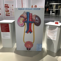 Modelos Anatómicos Humanos Coloridos para la Enseñanza de Ciencias Médicas y la Formación de Enfermería, Material de Fibra de Vidrio, Marca MAYALAB