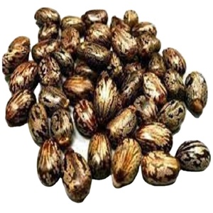 Les exportateurs indiens proposent des graines de ricin de qualité alimentaire en vrac cultivées à l'état sauvage et emballées en tambour par des fabricants indiens de confiance - Product Image 1