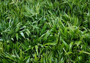 Feuilles de pandan congelées du Vietnam à vendre - Product Image 3