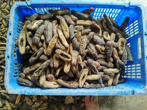 Premium Vietnamese Dried Sea Cucumber 2025 Top Quality Naturally Processed For Export - Product Image 5