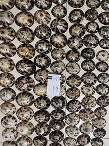 Coquilles de limpets polies écologiques de haute qualité en vrac, coquillages naturels modernes pour la fabrication de bijoux - Product Image 5
