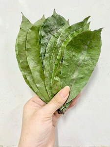Premium Dried Soursop Leaves from Vietnam – Natural Graviola Leaf for Herbal <b>Tea</b>, Bulk Supply High Quality Raw Material - Product Image 2