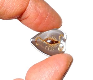 Escorpión Dorado, Espécimen Real, Cabujón de Plástico en Forma de Corazón de 17x21 mm, Base Plana Transparente para Manualidades y Joyería - Product Image 3