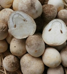 Champignons en conserve 2026 en saumure, qualité supérieure, fournisseur vietnamien, vente en gros, qualité alimentaire, exportateur OEM - Product Image 1