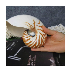 Décoration Spirale en Coquillages Naturels, Objet de Collection Thème Côtier - Product Image 1