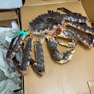 Prix d'usine, qualité supérieure, crabe royal rouge congelé, crabe royal norvégien - origine Autriche, durée de conservation de 2 ans, disponible en gros - Product Image 6