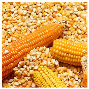 Maíz Amarillo para Alimentación Animal, Grano de Maíz con Alto Contenido de Almidón, Grado Alimenticio, para Ganado, Aves de Corral, Venta al por Mayor, Suministro a Granel, Fabricante, Exportador - Product Image 6