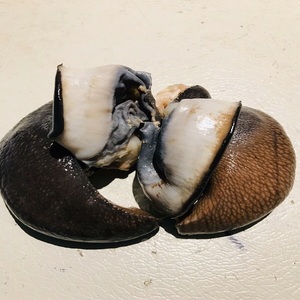Caracoles Africanos Congelados Frescos de 5-8cm, Envasados al Vacío, Calidad Premium, Mariscos de Primera Elección para Familias y Restaurantes, Entrega Rápida, Venta al Por Mayor - Product Image 3