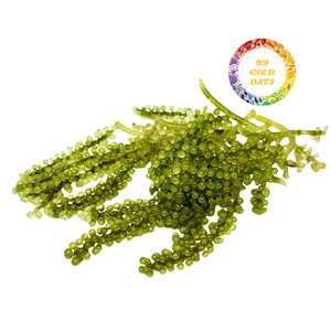 Uvas de Mar Verdes de Vietnam, Caviar Verde Deshidratado, UVAS DE MAR SECAS, Marinadas en Agua Salada - Product Image 4