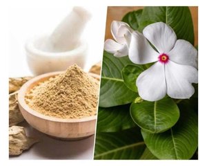 Polvo Puro y Natural de Catharanthus Roseus, Polvo Herbal de Periwinkle Sadabahar de Primera Calidad, a Granel, Exportación de la India - Product Image 6