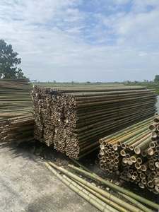 PRECIO ECONÓMICO - Estacas de Bambú Tonkin Verde Amarillo de Alta Calidad de Vietnam para Soporte de Plantas, Materiales de Bambú Crudo - Product Image 2