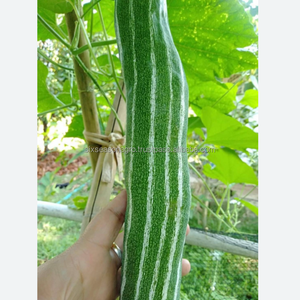 Calabaza Verde Fresca Grado A, Calidad Premium para Exportación, Vegetal Tropical Fresco de Granja, Proveedor Mayorista de Bangladesh, Seis Estaciones - Product Image 1
