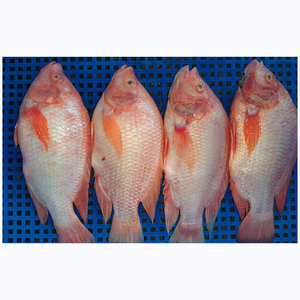 ส่งออกปลาทิลาเปียแดงแช่แข็งสดสำหรับขาย - Product Image 1
