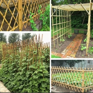 Estacas y Varas de Bambú de hasta 3 m, Ideales para Plantas Trepadoras, Cercas de Jardín y Decoración - Product Image 6