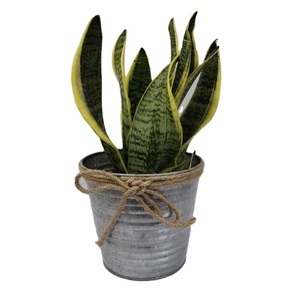mini pails supplier