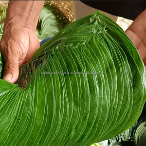 Hojas de Betel Frescas Premium de Bangladesh, Exportación a Granel, Hojas de Paan Verdes Naturales, Hojas de Betel de Calidad, Venta al Por Mayor, MOQ Bajo, Proveedor Global - Product Image 2
