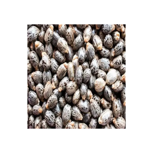 <span class=keywords><strong>Semi</strong></span> di Ricino di Alta Qualità, Essiccati, Grezzi, di Tipo Premium, per la Vendita all'Ingrosso - Product Image 5