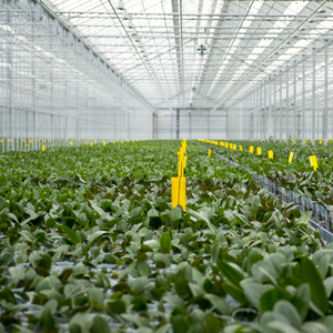 Enraizamiento de plantas mejorado Agricultura Biofertilizante Mejora la salud y vitalidad del suelo - Product Image 5