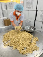Échantillon Gratuit de Noix de Cajou de Qualité A, Brutes/Séchées, Certifiées ISO 22000, avec Emballage Personnalisé du Vietnam, Téléphone +84363565928