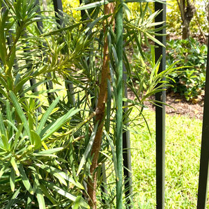 Plastic Coated Metal Garden <b>Plant</b> Support Sticks Heavy Duty Runner Bean Grow <b>Frame</b> - Product Image 5