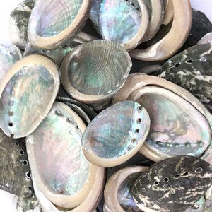 Raw <b>abalone</b> <b>shell</b> from Vietnam supplier lowest price sea <b>shells</b> wholesale seashell for making crafts - Product Image 2