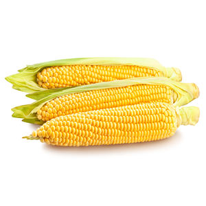 Maïs jaune sec à bon prix pour l'alimentation humaine et animale – Vente en gros de maïs jaune sec propre / Maïs jaune séché à vendre - Product Image 6