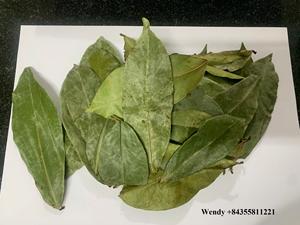 Polvo de Hoja de Guanábana Seca Natural 25 Mesh, Polvo de Hoja de Graviola Verde, Suministro a Granel, Proveedor OEM de Vietnam ANGLE - Product Image 4