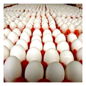 Huevos frescos de gallina blanca a granel, ideales para hornear, cocinar y fabricación de alimentos - Product Image 1