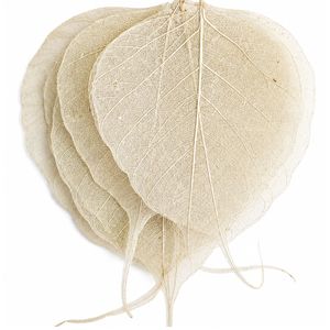 AQUA VRIKSHA Premium Natural Skeleton Bodhi Leaves for Crafts, Decoration, Resin Art & Floral Arrangements|11-15 CM|Pack of 100 - Product Image 5