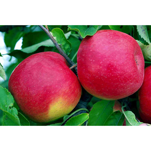 Pommes rouges Fuji fraîches pour les supermarchés, les épiceries et les grossistes internationaux en fruits - Product Image 1