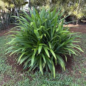 มีบริการ OEM มาตรฐานส่งออกแบบสุญญากาศบรรจุใบเตยแช่แข็งขายส่ง - Product Image 5