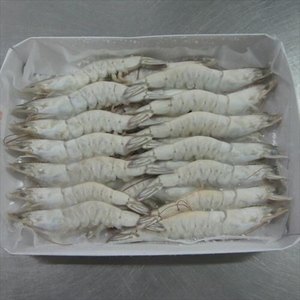 กุ้งแช่แข็งคุณภาพพรีเมียม HOSO ขายส่งเกรดอาหาร พร้อมส่ง มีสินค้าในสต็อก ผู้จัดจำหน่ายที่เชื่อถือได้สำหรับการส่งออก - Product Image 4