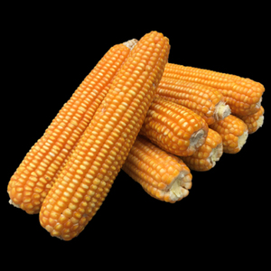 Maíz Amarillo de Primera Calidad, Grado Alimenticio, Listo para Enviar, Venta al Por Mayor, Exportación, Producto de Alta Demanda - Product Image 4