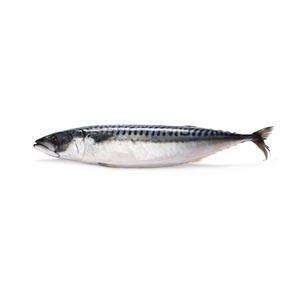 Atún, Caballa del Pacífico y Caballa Congelada - Product Image 2