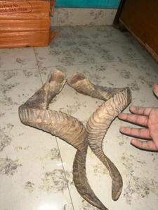 Handmade Eco-Friendly Rustic Sheep Horn Mugs for Home Kitchen Office & Outdoor Use - Product Image 3