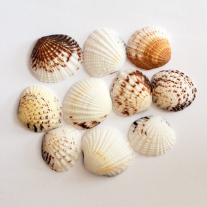 Conchas marinas naturales de precio competitivo, concha de almeja de sangre, concha decorativa para manualidades - Product Image 1