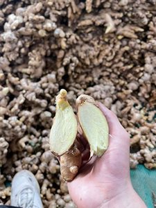 Racine de gingembre jeune fraîche coupée en deux, révélant sa texture intérieure, naturelle, biologique, récoltée pour la cuisine et la transformation alimentaire - Product Image 1