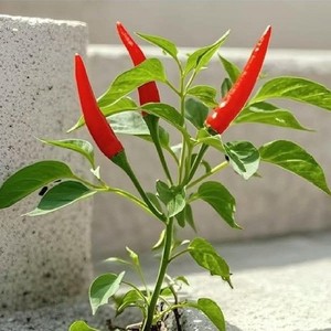 Gel de extracto de capsaicina 35g, producto herbal calentador, remedio natural para el frío, para la digestión y el apoyo contra la hinchazón, de la marca KMP - Product Image 3