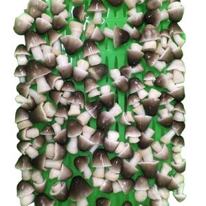 Offre Spéciale frais congelé Sophie paille champignon traitement brut bas prix - Product Image 1