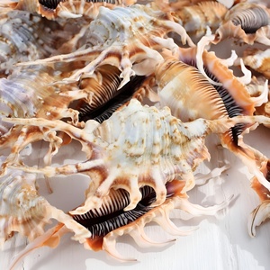 Coquillages d'araignée, coquillages marins, thème plage, présentation économique, coquillages naturels, coquillages océaniques, vente en gros - Product Image 6