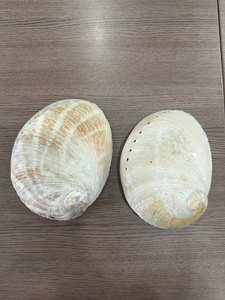 Conchas de Abulón de Vietnam, Suministro Natural, Conchas Marinas Premium, Venta al por Mayor a Granel, Exportación 2025 - Product Image 4