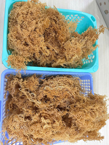 Dried Nori Seaweed <b>Roasted</b> Snack <b>Bag</b> Pack Common Cultivation Sun Dried Eucheuma Cottonii Vietnam Storage - Product Image 4