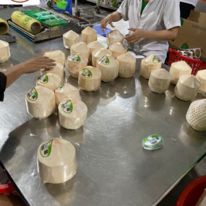 Meilleur prix pour la noix de coco fraîche du Vietnam |   Fournisseur en gros de noix de coco biologique à coupe diamant - Mme Tarina - Product Image 5