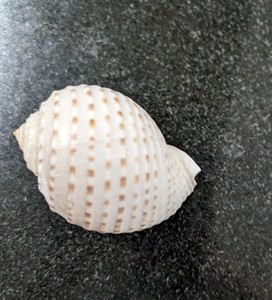 เปลือกหอยคละสีสำหรับงานฝีมือและการทำเครื่องประดับ - Product Image 2