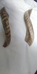 Décorations en corne de bélier, corne de bélier naturelle, corne de bélier faite à la main, artisanat écologique 100% naturel, arts en corne de bélier - Product Image 6