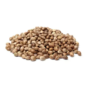 Huile de graines de chanvre Sativa de qualité supérieure 5KG 100% pure et naturelle – Huile végétale de base en gros – Fournisseur indien pour l'exportation en vrac - Product Image 3