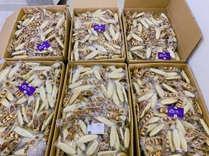 Assortiment de noix et de fruits à coque : Amandes grillées, Noix de cajou, Graines de tournesol, Graines de courge, Noix de pécan, Noisettes, Noix de Grenoble. Sucré, sans gluten, sans sucre, dur. - Product Image 6
