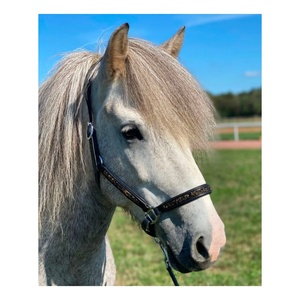 Cabestro de Cuero Ecuestre para Caballo, Diseño Internacional 7860H, Duradero, con Color Personalizado, Tamaño Personalizable y Logotipo - Product Image 4