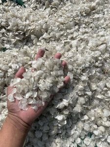 Escamas de Pescado, Oferta Especial, Materia Prima Marina Premium, OEM ODM Vietnam - Product Image 5